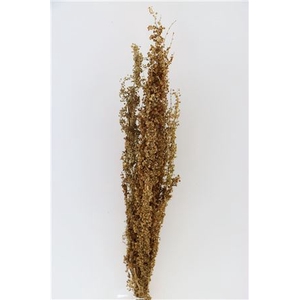 Dried Abetona Romice Natural Bunch