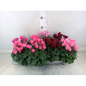 Cyclamen KL 'Verano'