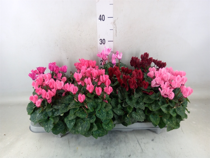 <h4>Cyclamen KL 'Verano'</h4>