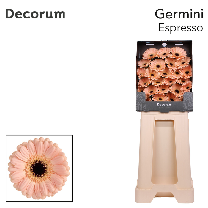 <h4>Germini Espresso Diamond</h4>