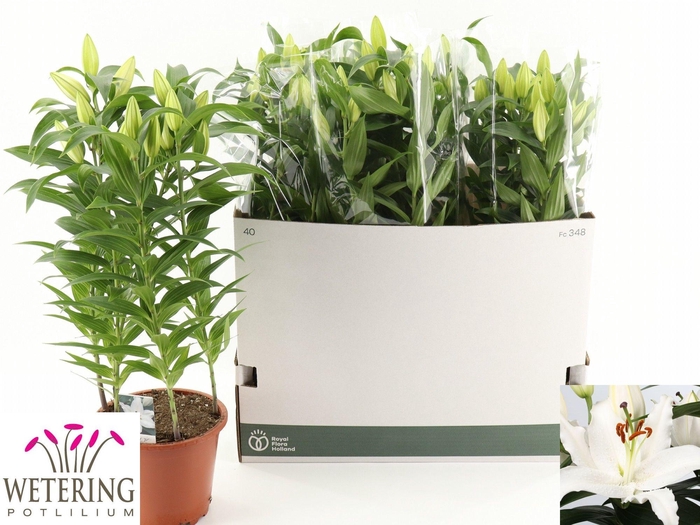 <h4>LIL OR SUN BAHAMAS</h4>