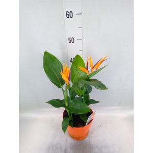 Strelitzia reg.   ...no flowers