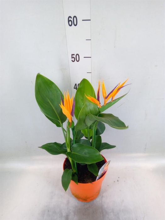 <h4>Strelitzia reg. ...no flowers</h4>