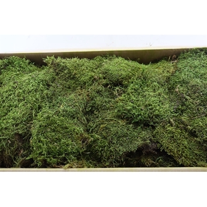 Pres Flatmoss Mossgreen 5kg Box