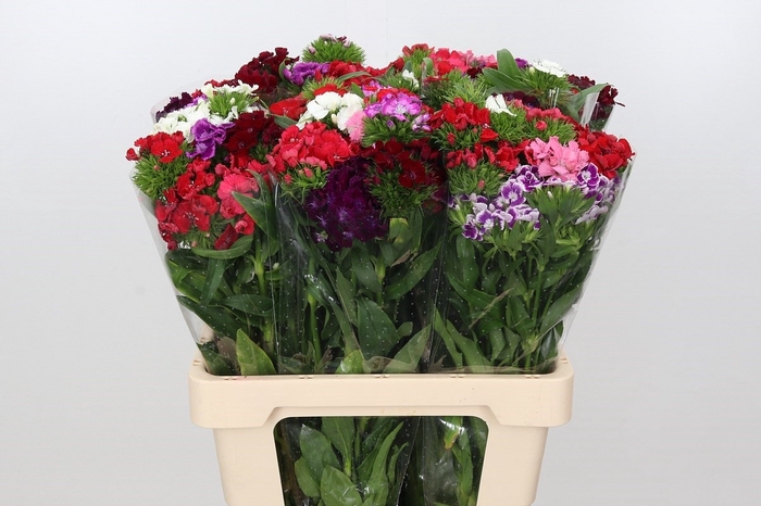 Dianthus Br Am Mix Rainbow