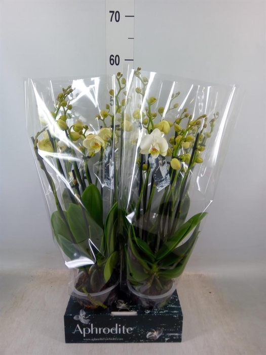 Phalaenopsis   ...white