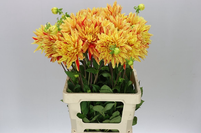 <h4>Dahlia Vulcan Striped A2</h4>