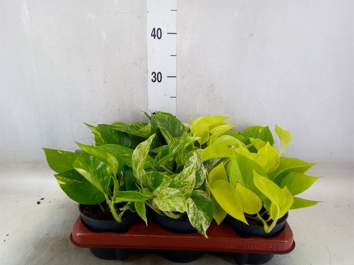 <h4>Epipremnum pinn.   ...mix</h4>