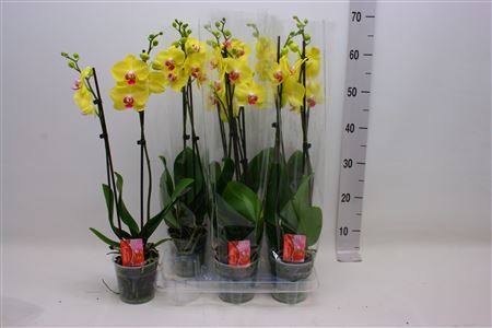 <h4>Phal F Limelight 2 Branche 14+</h4>