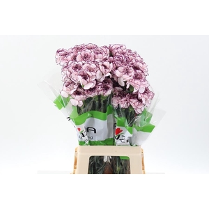 Dianthus st damascus