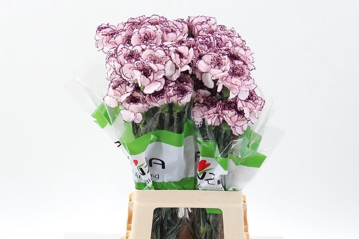 <h4>Dianthus st damascus</h4>
