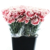 DI ST HUGO RED WHITE