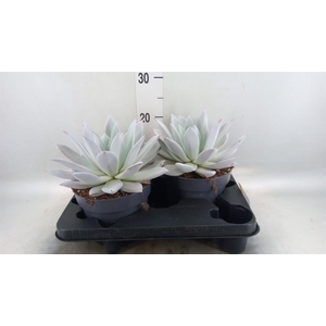 Echeveria  'Mexican Giant'