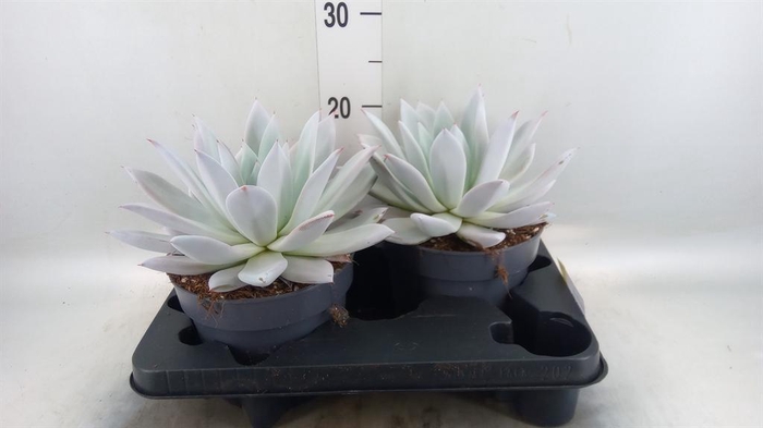 <h4>Echeveria 'Mexican Giant'</h4>