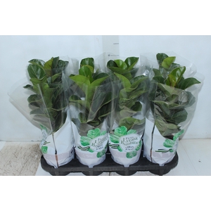 FICUS LYRATA BAMBINO P15 COMPACTO