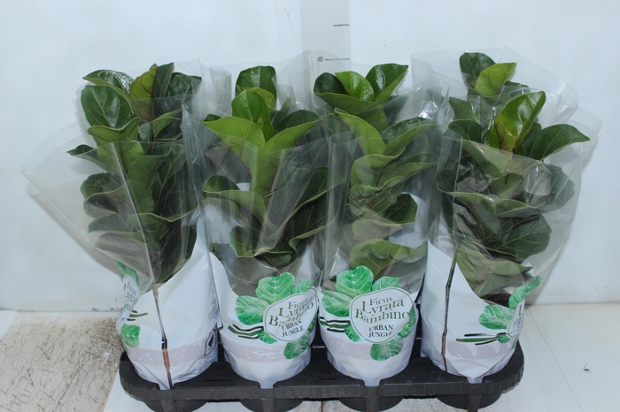 <h4>FICUS LYRATA BAMBINO P15 COMPACTO</h4>