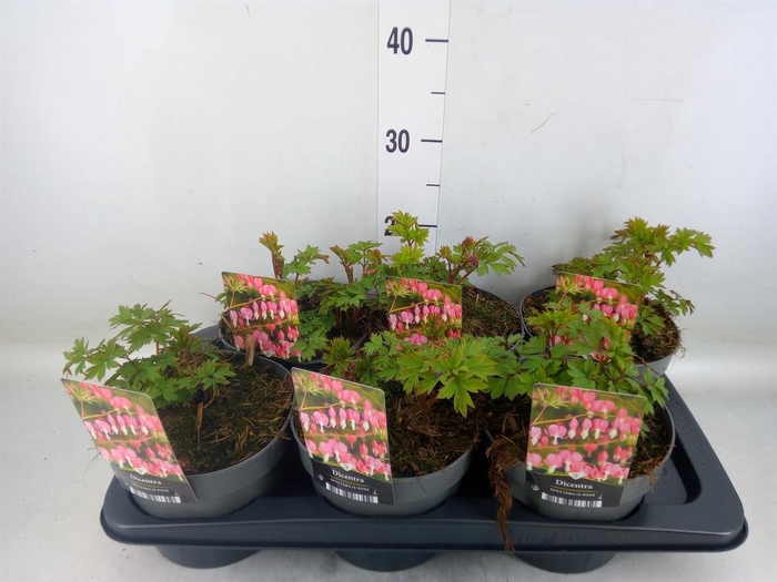 <h4>Dicentra spectabilis</h4>