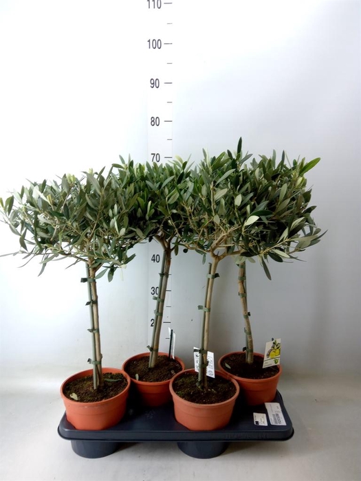 <h4>Olea europaea</h4>