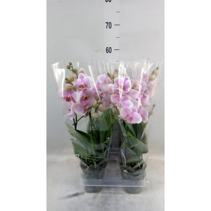 Phalaenopsis   ...
