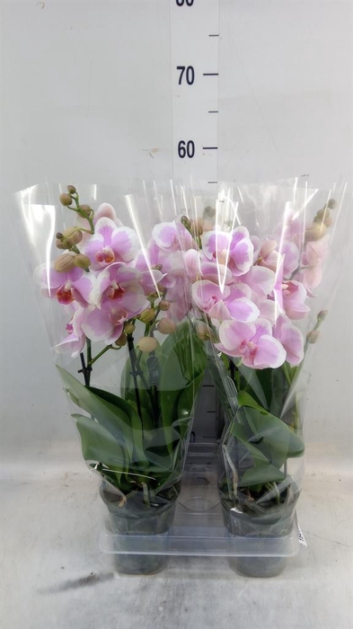 <h4>Phalaenopsis   ...</h4>