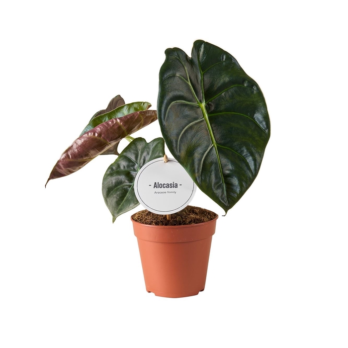 <h4>Alocasia</h4>
