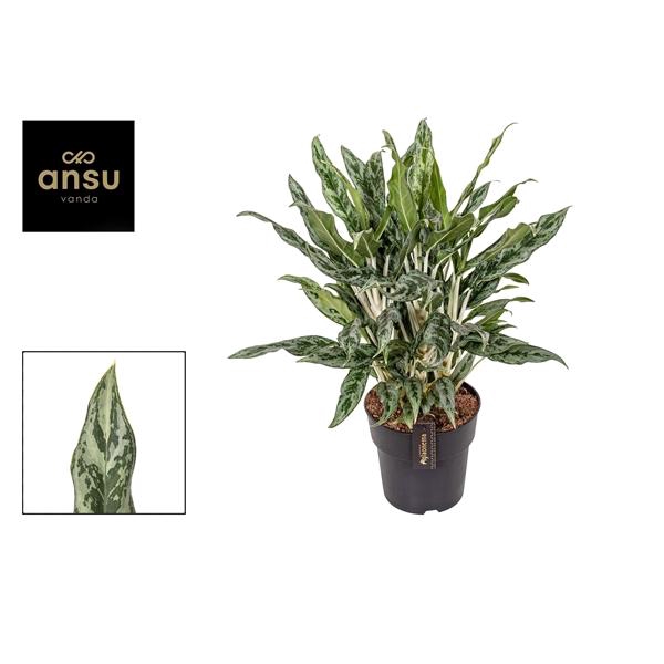 <h4>Aglaonema Greyhound</h4>