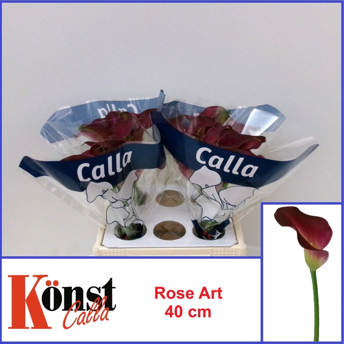 <h4>ZANT ROSE ART</h4>