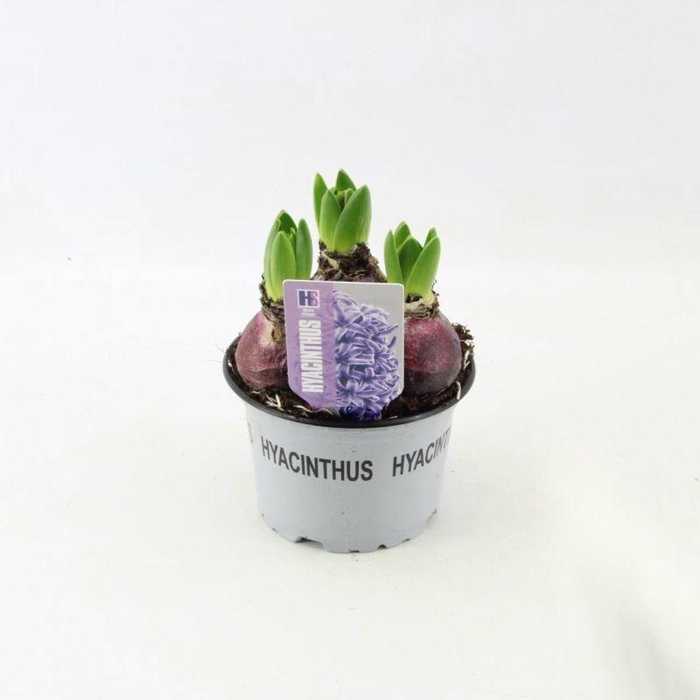 <h4>Hyacinthus Blue Pearl</h4>