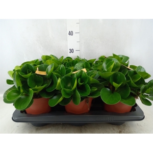 Peperomia obt. 'Green Gold'