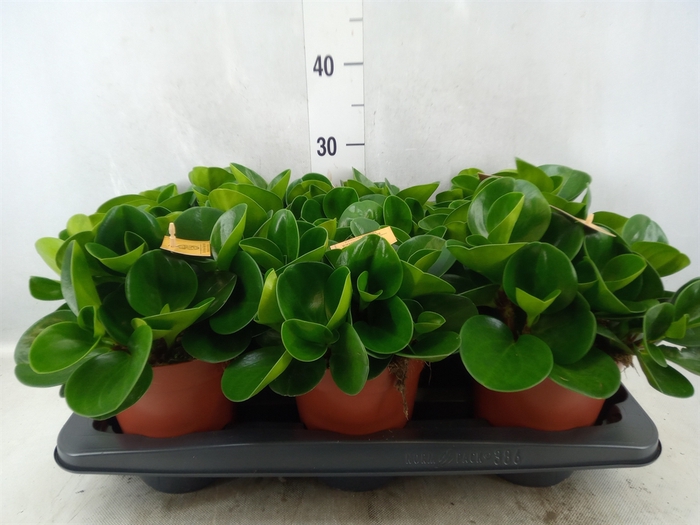 Peperomia obt. 'Green Gold'