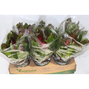 NEOREGELIA VERMELHA P14