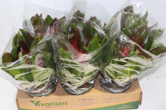 <h4>NEOREGELIA VERMELHA P14</h4>