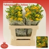 Asclepias Tuberosa Hello Yellow