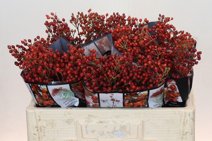 <h4>ROSA ROSEFR ELITE</h4>