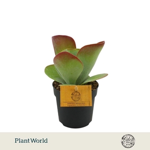 Kalanchoe Thyrsiflora 10,5cm