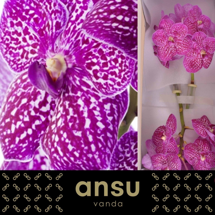 <h4>Vanda  'Sunanda Lipstick'</h4>