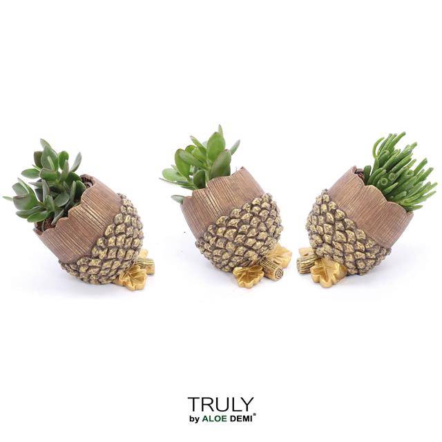 <h4>arr. Crassula Pine cone DTR18CRA</h4>
