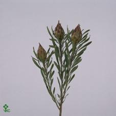 <h4>Cape green plumosum rubrum</h4>