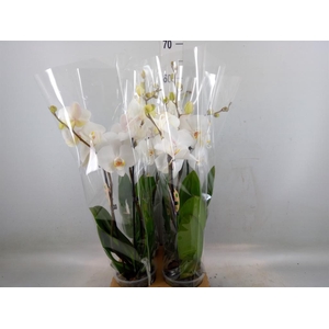 Phalaenopsis   ...white