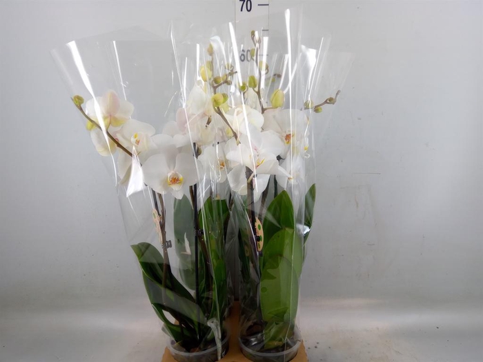 <h4>Phalaenopsis   ...white</h4>