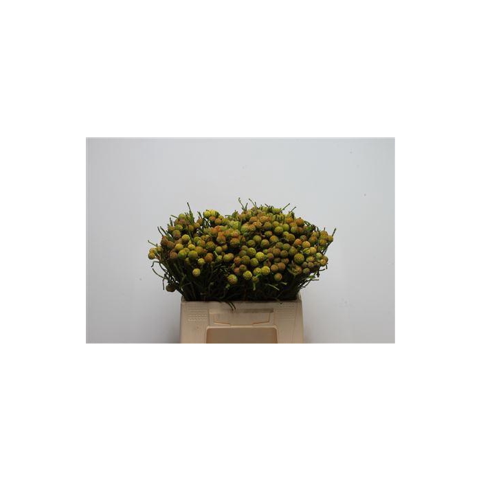 <h4>Kaaps Berzelia Galpinii</h4>