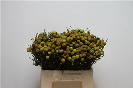 Kaaps Berzelia Galpinii