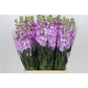 Matthiola Iron Pink