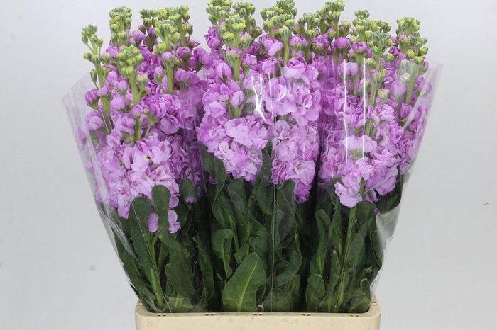<h4>Matthiola Iron Pink</h4>