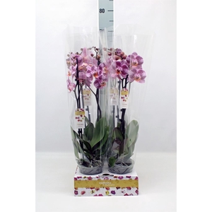 Phalaenopsis   ...