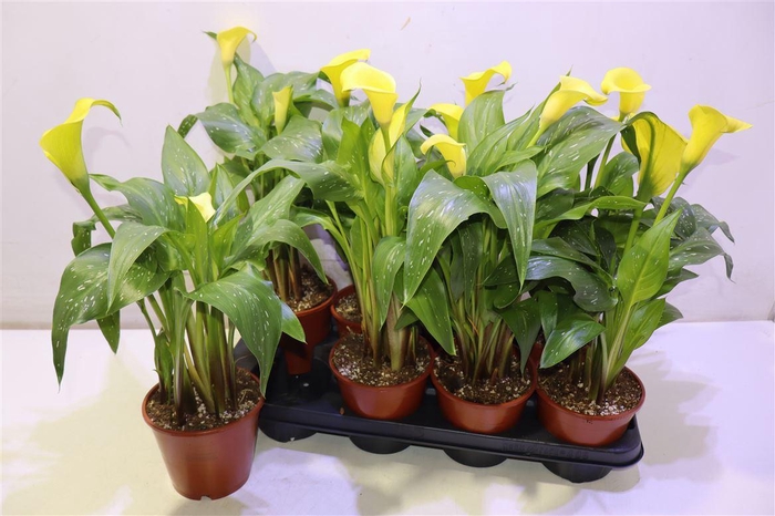 <h4>arr8 Zant Sunclub</h4>