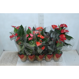 ANTHURIUM VARIADO P12