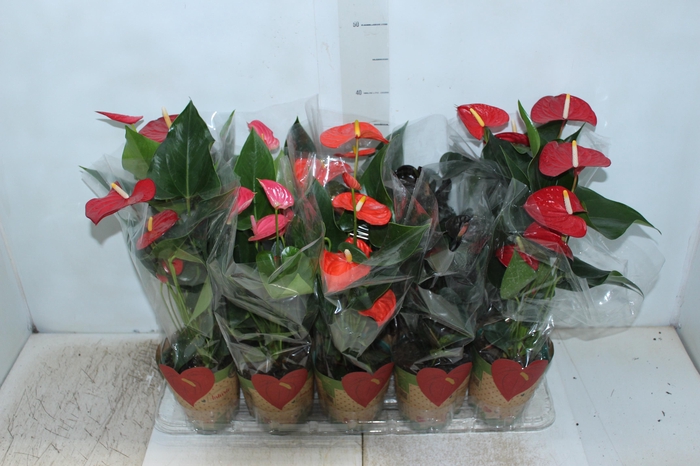 <h4>ANTHURIUM VARIADO P12</h4>