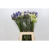 Agapanthus Mix