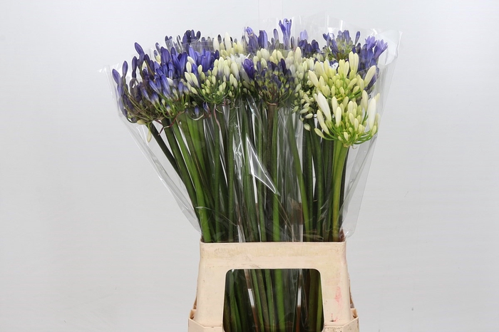 <h4>Agapanthus Mix</h4>